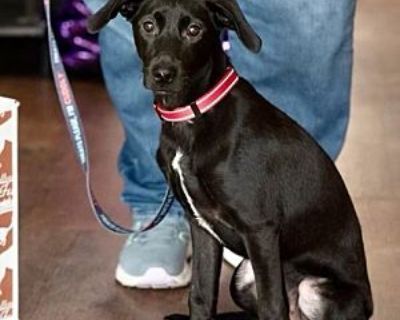 Lucky - Dachshund Male Puppy for Adoption