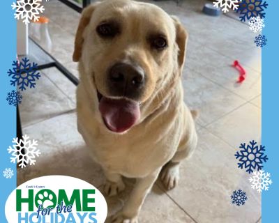 Come meet me and 100+ of my adoptable friends at Louie's Legacy Animal Rescue's MEGA adoption event, Home for the Holidays! Saturday, November 22nd, 2025 at Woodbridge High School in Woodbridge, NJ from 11am - 3pm! Meet Chase! Chase is a 5 year-old, 80 pound Labrador who's ready to find his forever home. Chase is a very friendly, sweet, docile, and loving pup. He would be an amazing best friend...