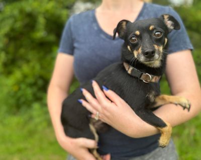 Nemo - Miniature Pinscher Mix Male Dog for Adoption