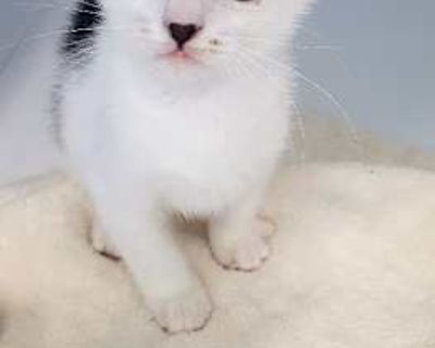Chloe - Domestic Shorthair Female Cat for Adoption