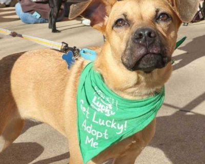 Sienna - Labrador Retriever Female Puppy for Adoption