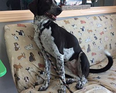 Pepper - Blue Heeler/Bluetick Coonhound Mix Female Dog for Adoption