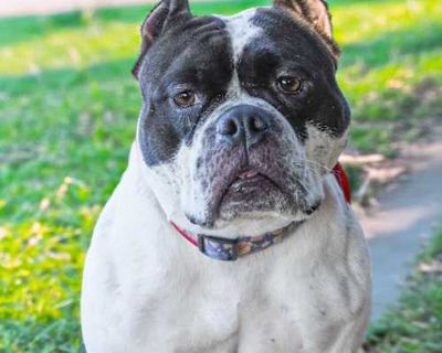 SADIE - American Staffordshire Terrier/Bull Terrier Mix Female Dog for Adoption
