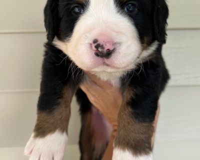 5 Male and 1 Female Bernese Mountain Dog Puppies for Sale