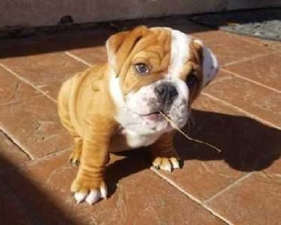 English Bulldog