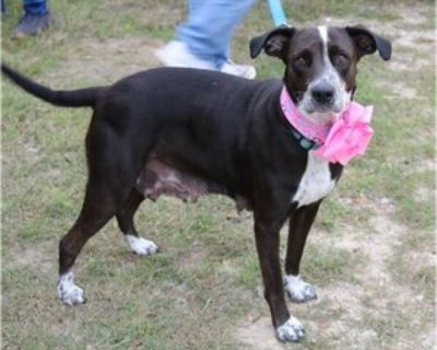 Adult * Location Bandera, TX, 98201 USA USA *. Posted Breed: Pointer / Labrador Retriever / Mixed (short coat). Welcome Plexie to CCPAL Rescue Foster program. Plexie is a 2.5 year old Pointer/Lab is our best guess. She has beautiful markings and a lower coat and isn t a big shedder. She is being fostered by a good Samaritan. She has 10 beautiful and very robust puppies. She is a great momma dog...