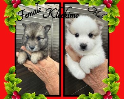 Check Out our website to lean more about us and the kennel! We do have more puppies coming available! www.dndpuppies.comAll puppies are vet checked UTD on vaccinations and deworming. We are State & USDA Licensed. Usually shipping is available at extra charge. ***DUE TO THE ECONOMY THE PRICE HAS NOTHING TO DO WITH QUALITY OF THE PUPPY! I WOULD LIKE TO GIVE PEOPLE A CHANCE AT GIVING A FOREVER HOM...