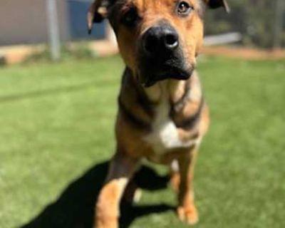 River - Mixed Breed (Medium) Male Dog for Adoption