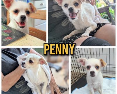 Penny - Chihuahua Female Dog for Adoption