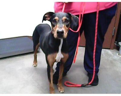 HARLEY - Doberman Pinscher Female Dog for Adoption