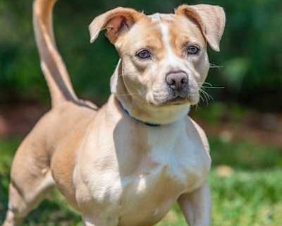Jeremy - Basset Hound/American Staffordshire Terrier Mix Male Dog for Adoption