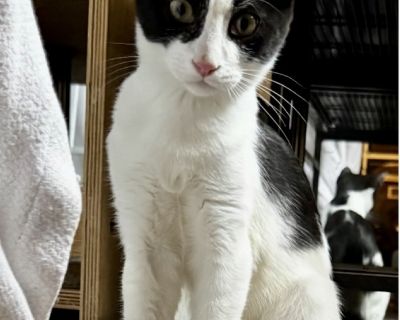 Energetic and playful. This fiery girl was found in a parking lot covered in dirt and oil. She probably hitched a ride in someon's car but managed to make it out and into our care. To inquire about Oak: call or text 310-351-9420.. Health Vaccinations up to date, spayed / neutered.. Adult Female Medium