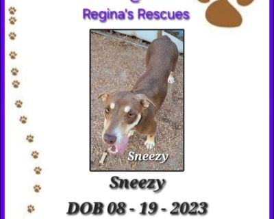 Sneezy - Husky & Rhodesian Ridgeback Mix Male Dog for Adoption