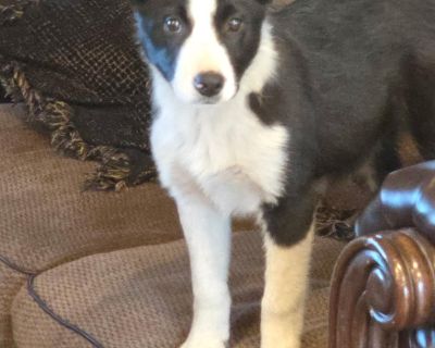 This sweet guy is currently home fostered in Port Huron Michigan. He is very smart and learns quickly. Gets along great with Kids and other animals. He is a little over 3 months old. Caiden needs a forever home. Will it be yours? Adoption fee $250 Please text or call 586-855-6120 for more information on adopting. Characteristics Athletic, Funny, Playful, Smart, Friendly Coat length Medium Healt...