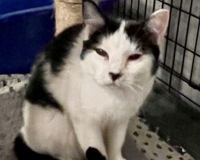 Dazzle was a trailer park Mom who successfully birthed and nourished 4 kittens. All of her kittens are thriving at Meowtown and will be available for adoption in the new future. Dazzle is a beautiful but a little tired young Mom. Basically she was still under a year old when she got pregnant. Dazzle is now a healthy girl who is ready for a new beginning.. Characteristics Affectionate, Loves, Pr...