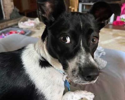 Saturday - Chihuahua/Mixed Breed (Small) Mix Female Dog for Adoption