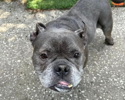 Brooklyn - English Bulldog Mix Female Dog for Adoption