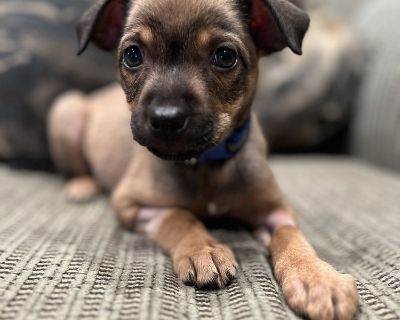 There are not enough sweet words in the dictionary to describe this little one. Meet Batsy! Batsy is one of 2 runts in the Howl-o-Ween litter. SHe is about half the size of her siblings but her personality may as well be the size of a great dane! Batsy certainly bears strong resemblance to the chihuahua side of the gene pool with her sleek coat and tiny stature. Batsy will demand snuggles and k...