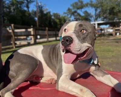 Meet Levi the big-headed heartthrob with the softest soul and the goofiest grin! ? Levi is a total showstopper a handsome pittie/staffy mix with the kind of face you just have to squish and a smile that melts hearts on sight. He s built like a little tank but acts like a total teddy bear, complete with floppy ears, gentle eyes, and a belly that s always up for rubs. He s got this calm, easygoin...