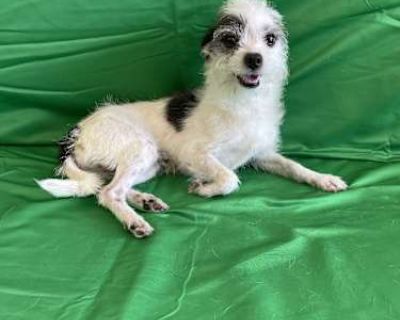 Flavio - Miniature Poodle/Terrier (Unknown Type, Small) Mix Male Dog for Adoption