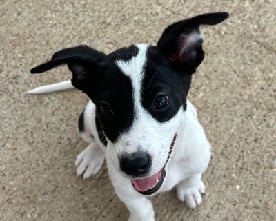 Dana - Great Pyrenees & Labrador Retriever Mix Female Puppy for Adoption