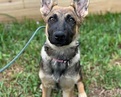 REILLY - German Shepherd Dog Female Puppy for Adoption