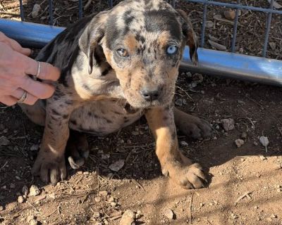 NALC Catahoula Puppies