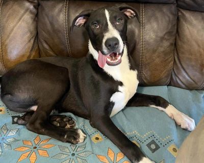 Meet Ethan! At just 7.5 months old, Ethan has already shown us what it means to be resilient. He spent 5 months in an overcrowded shelter, confined to a tiny kennel, waiting for a chance at life outside those walls. Our rescue knew that staying there much longer was going to crush his spirit, so we pulled him out. Now Ethan is looking for his forever home! This goofy, gangly, lovable pup is the...