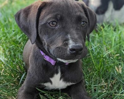 Baklava - American Bulldog Female Puppy for Adoption