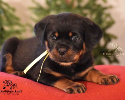 5 Male and 2 Female Rottweiler Puppies for Sale