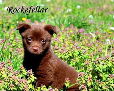 Rockefellar~adopted! - Dachshund/Corgi Mix Male Puppy for Adoption