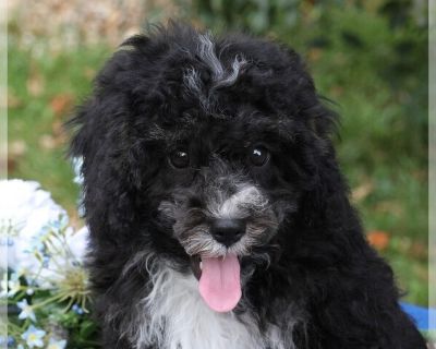 Jay - Cavapoo Male Puppy for Sale