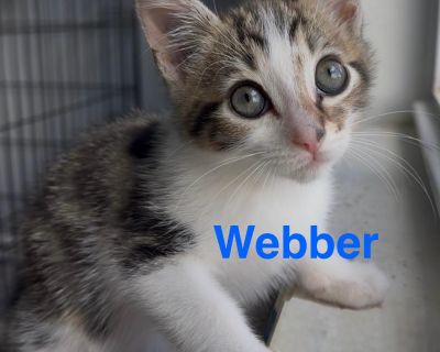 Webber - Domestic Short Hair Male Cat for Adoption