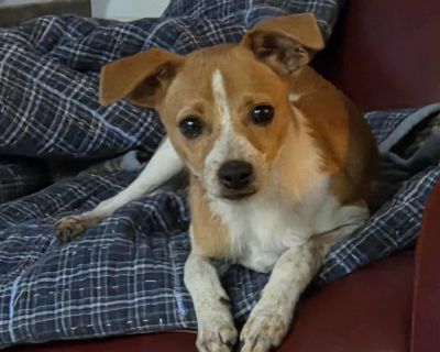 This estimated six-month-old Chihuahua that weighs 7lbs is a tiny bundle of joy with a big personality. Churro is playful, curious, and full of cuddles. He is a professional lap warmer, and is happiest snuggled under the covers with his people at bedtime. He s doing great with potty training, still practicing! Churro is dog-friendly and cat friendly and would thrive with a gentle playmate or a ...