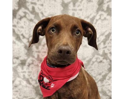 Autumn KL - Vizsla/Beagle Mix Female Puppy for Adoption