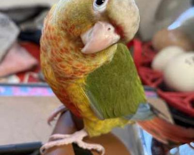 Beans - Conure Male for Adoption