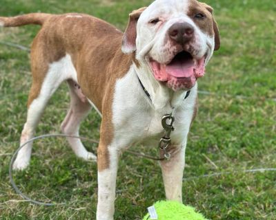 Mr. Tubs - American Bulldog & Shar-Pei Mix Male Dog for Adoption