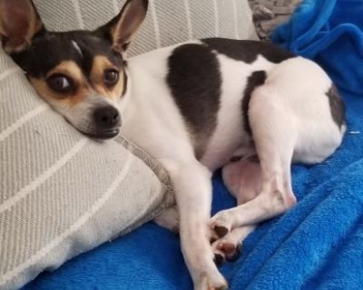 Trevor - Rat Terrier Male Dog for Adoption