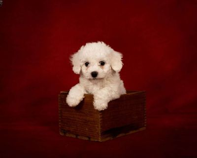 One Year Genetic Health Guarantee. Gender: Female Sire: Oscar Dam: Dahlia DOB: September 22nd, 2025 Age: 7 Weeks Available: November 17th, 2025 Microchipped Registered AKC Registered Vet Checked Vaccinated Dewormed Family Raised Socialized Kid-Friendly Health Guarantee Extended Health Guarantee. Leroy & Liz Stoltzfus