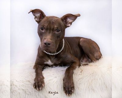 Kayla - Staffordshire Bull Terrier Mix Female Adult Dog for Adoption