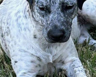 Age: 8 months Weight 50 pounds Adoption fee $599 Ethel is the SWEETEST! She is so gentle and loving and mellow, she is just the perfect family dog, loves everyone, gives kisses, not a drop of aggression in this roly-poly lovebug! Poor Ethel and her sister Lucy came from sad beginnings, they were found starving and dumped in a rural part of Mississippi, Lucy has likely been poisoned and almost d...