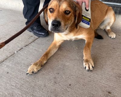 Choctaw - Labrador Retriever & Shepherd Mix Male Dog for Adoption