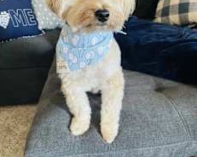 Murphy - Morkie Male Dog for Adoption