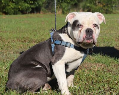 Poe - English Bulldog Mix Male Dog for Adoption