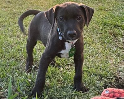 Born in August, Lee LeLove is a friendly, bright, and alert Retriever mix who's full of all the best puppy qualities! He loves to play, explore, and make new friends-both people and animals. Lee's curious and happy nature makes him a joy to be around, and his gentle heart shines through in everything he does. If you're looking for a fun, social puppy who'll grow into a loyal companion, Lee LeLo...