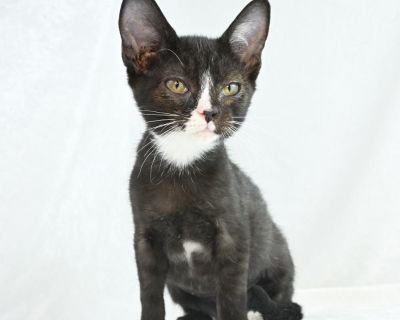 Hattie is a young tuxedo kitten dressed to impress. This little lady is curious about everything-whether it's chasing feather toys, climbing to the best perch, or investigating what you're up to. When playtime winds down, Hattie loves to curl up for cozy naps, often purring herself right to sleep. With her sweet face, spunky spirit, and "born ready" tuxie style, Hattie is ready to charm her way...