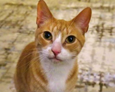 BONDED PAIR Meet Bombon! Bombon is a very sweet, chunky boy with a heart of gold. He s the ultimate cuddle buddy and loves being right up against his person. He s super food-motivated, adores toys, catnip, and treats, and he s always ready to play or snuggle. Bombon is deeply bonded with his sister, Sangria, and they bring out the best in each other. We are sadly having to rehome them due to as...