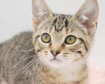 Child. Spotted tabby/leopard spotted. Hair: short. Microchipped. Vaccinated. Meet Shelby is our supergirl! Super tiny super cuddly super fun! Our fosters are have so many kittens are now big enough to be adopted. They are anywhere from 8 to 10 wks old so ALL are TOO SMALL TO GO as SOLO pets to a home UNLESS u already have a young cat in your home - so have to be paired up. They are absolutely t...