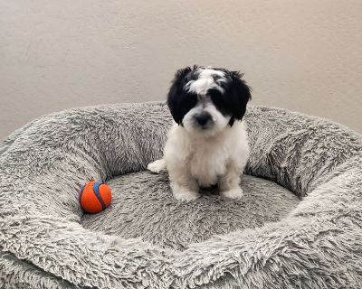 Lhasa Apso/Shih Tzu