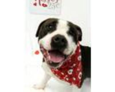 Adopt Fish Tank 47653 a Pit Bull Terrier, Mixed Breed